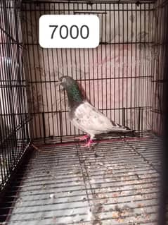 Tady kabutar | Royal Tady | Pigeon | کبوتر | Pigeon For Sale