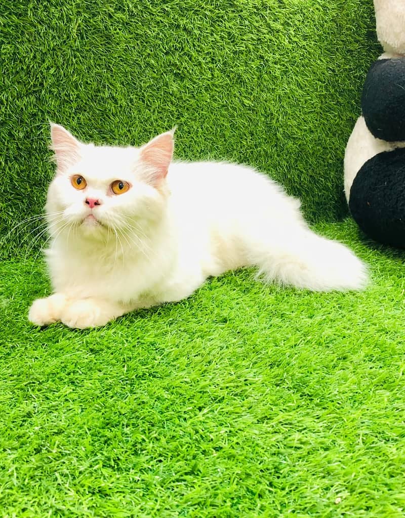 Persian Punch face triple coat cat Kitten 14