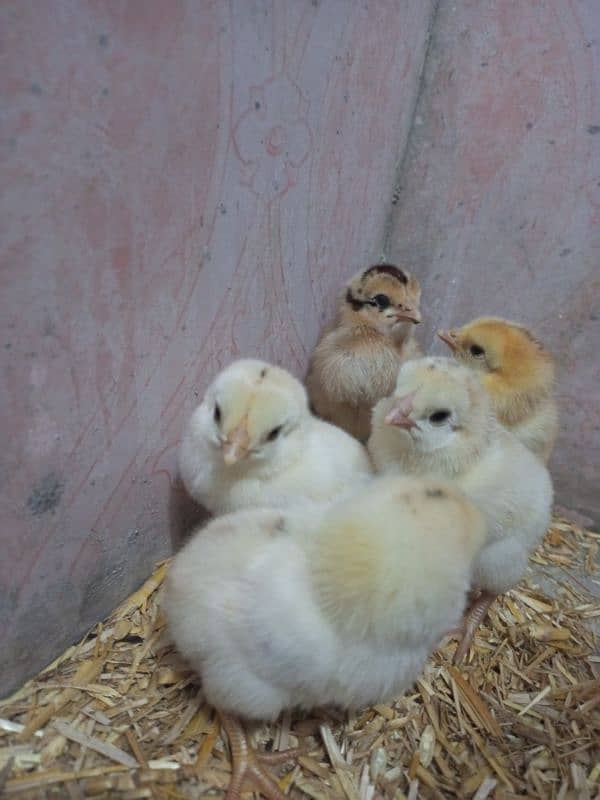 Mian wali Aseel Hens with chicks 2