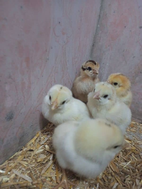 Mian wali Aseel Hens with chicks 3