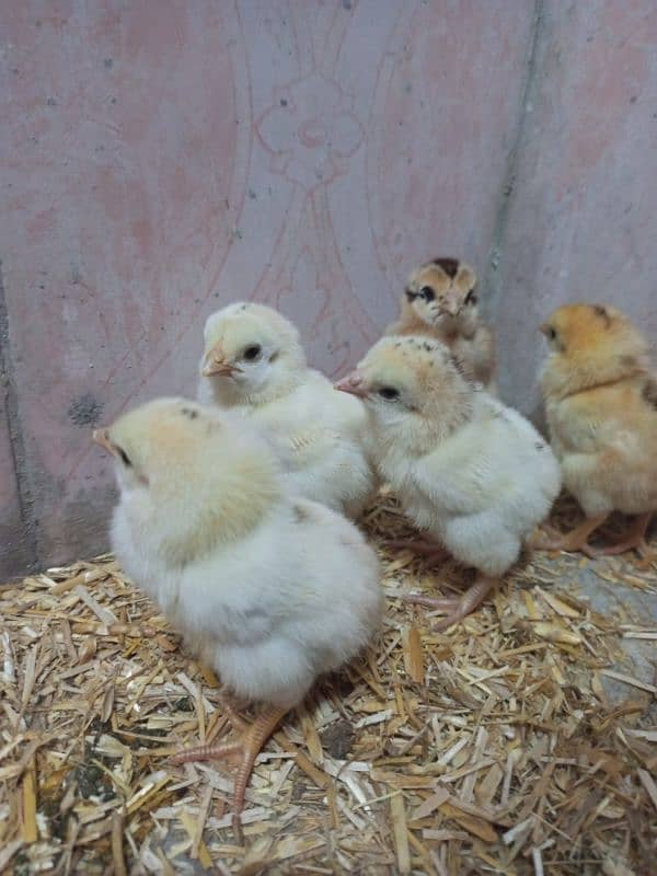 Mian wali Aseel Hens with chicks 4