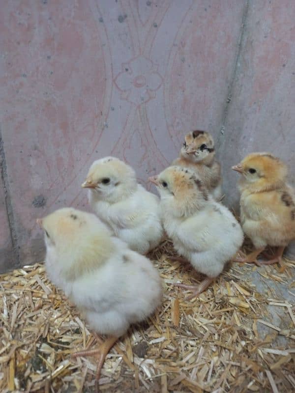 Mian wali Aseel Hens with chicks 5