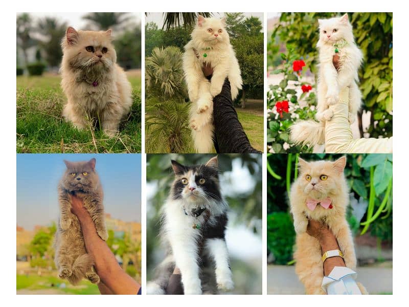 Persian Punch face triple coat cat Kitten 2