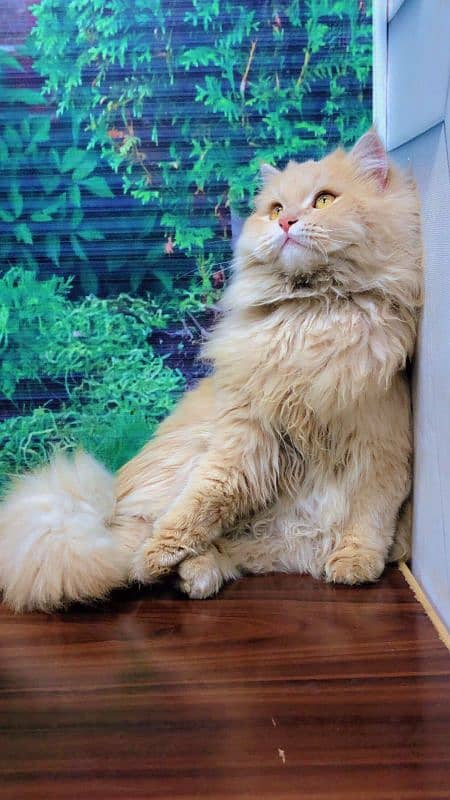 Persian Punch face triple coat cat Kitten 5