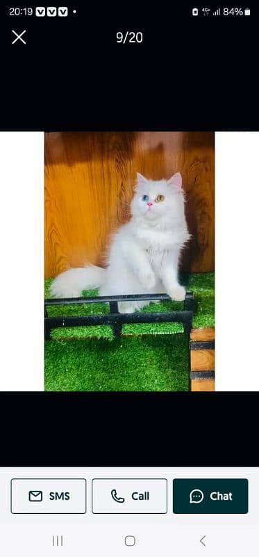 Persian Punch face triple coat cat Kitten 18