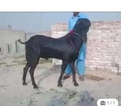 Desi bakra for urgent sale WhatsApp 0313,4935016