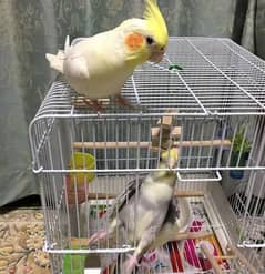 Bird For Sale