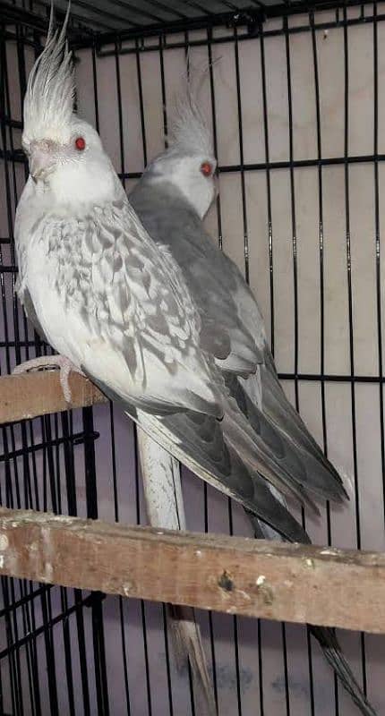 Bird For Sale 4