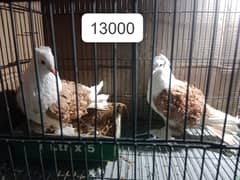 fantail pigeon IIMagpie pigeon| Pigeon | کبوتر | Pigeon For Sale