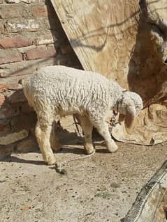 sheep 03123859981 whatsaap