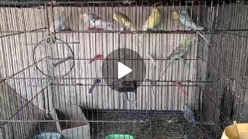 Australian budgie 5