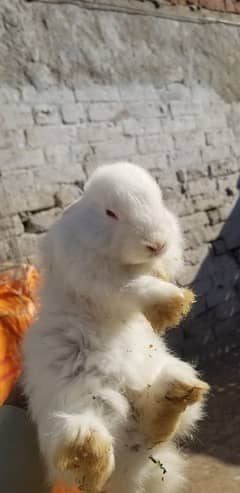 angora