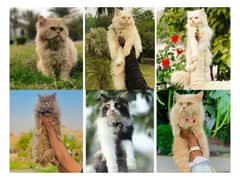 Persian Punch face triple coat cat Kitten