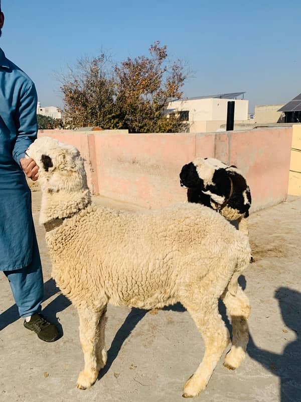 kajla /chatra / bakra | mundra | Breader | بکرا | Sheep /goat 2