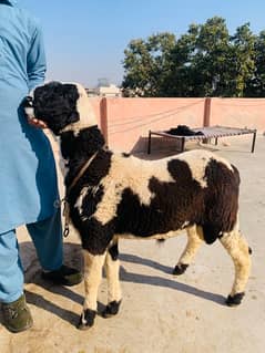 kajla /chatra / bakra | mundra | Breader | بکرا | Sheep /goat