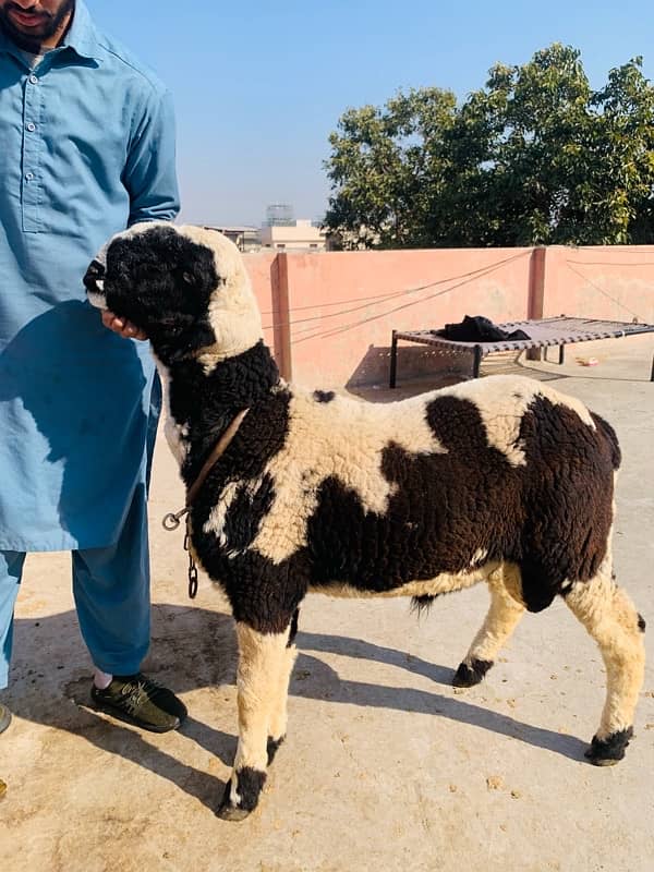 kajla /chatra / bakra | mundra | Breader | بکرا | Sheep /goat 3