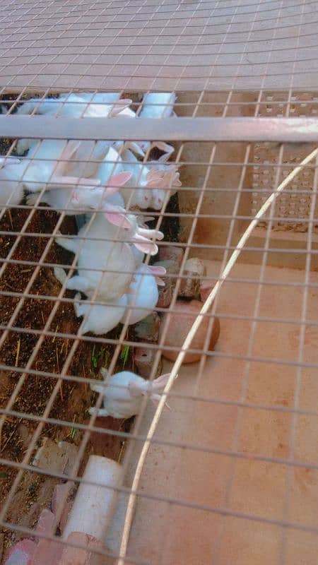 rabbits confirm breeder pair  available 5