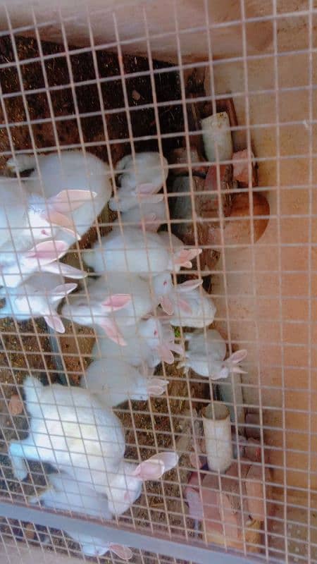 rabbits confirm breeder pair  available 6