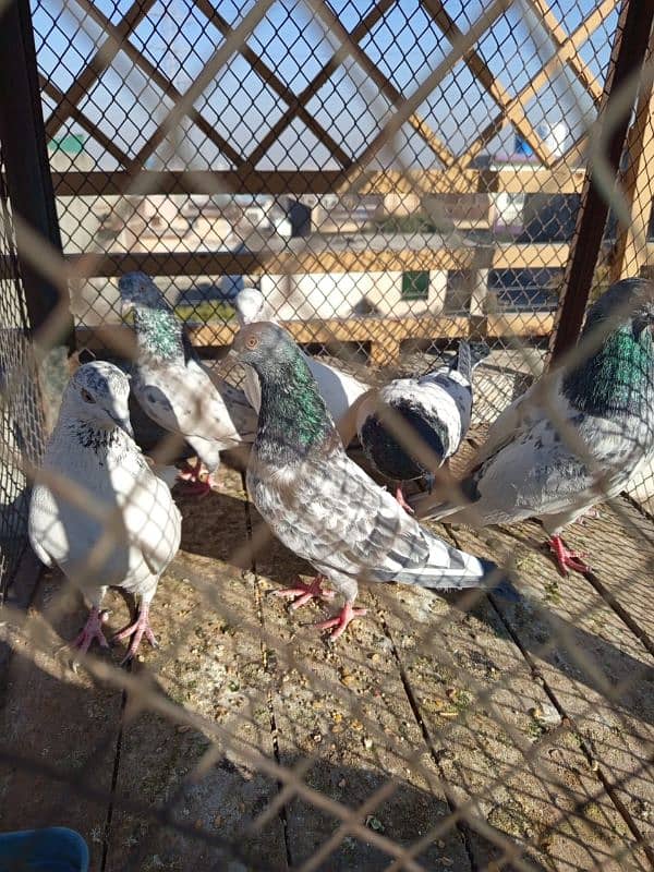 parwazi and breeder pegion for sale 0