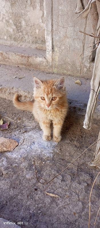 Siberian cat for sale location Jhelum 0