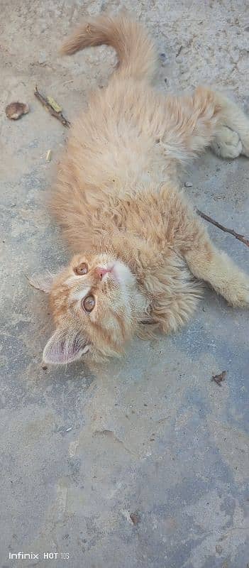 Siberian cat for sale location Jhelum 1