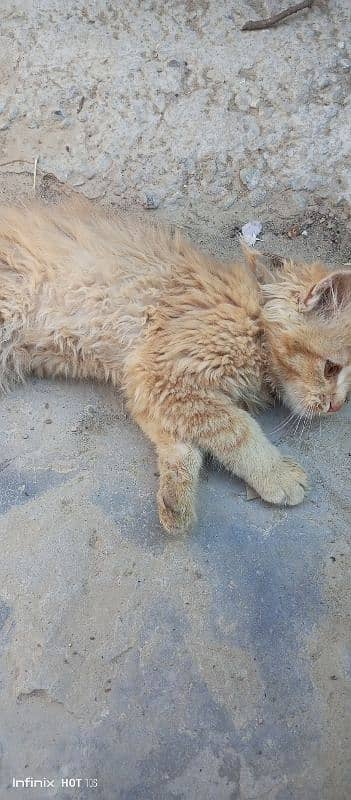 Siberian cat for sale location Jhelum 2