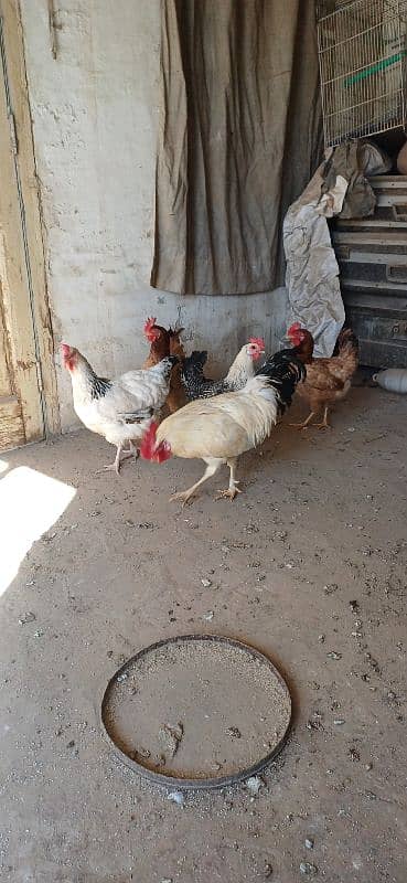 hens for sale Multan 0