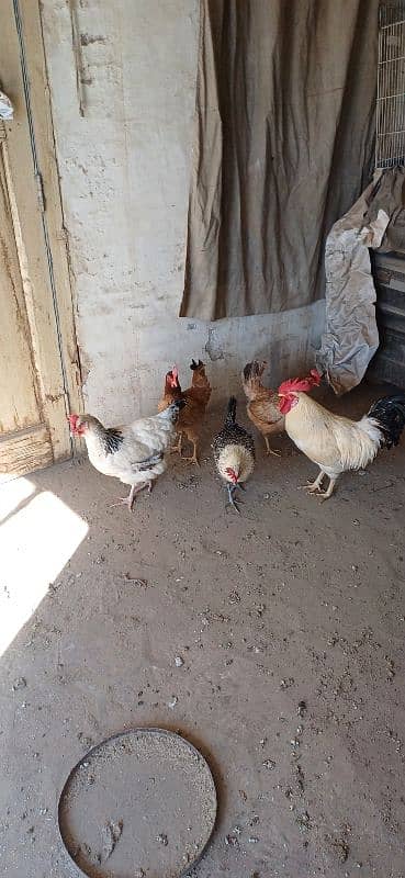 hens for sale Multan 1