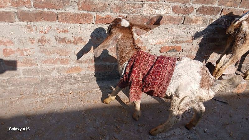 Ghaban bakri r ik bakra 4