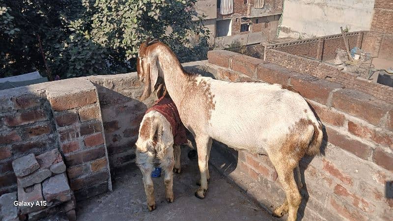 Ghaban bakri r ik bakra 9