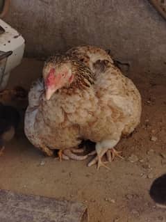 Very beautiful white aseel chiks jawa nasal for sale