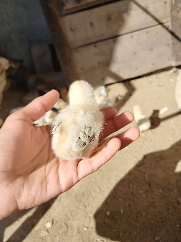 Very beautiful white aseel chiks jawa nasal for sale 2