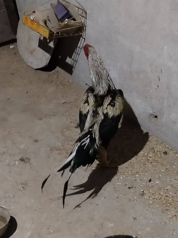 Very beautiful white aseel chiks jawa nasal for sale 6