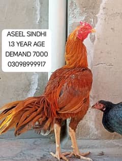 URGENT SALE ASEEL SINDHI PHATY