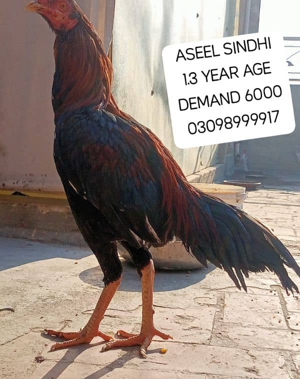 URGENT SALE ASEEL SINDHI PHATY 1