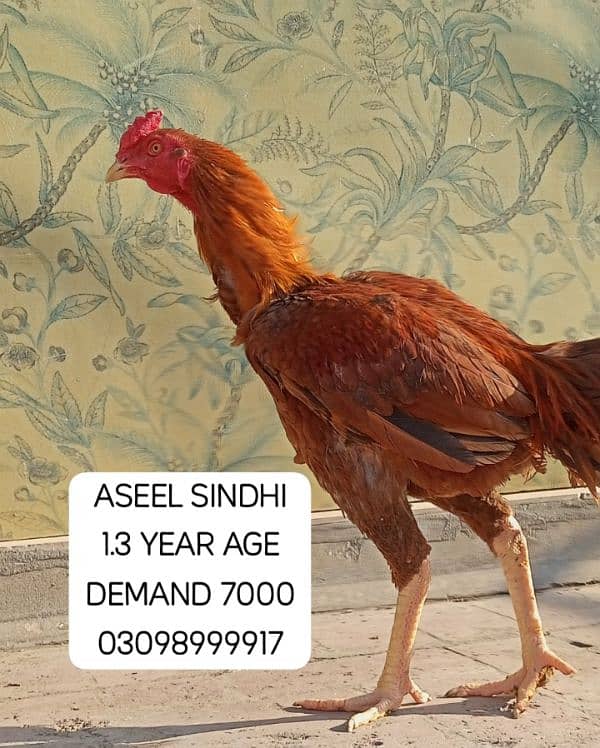 URGENT SALE ASEEL SINDHI PHATY 2