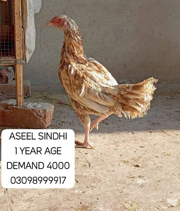 URGENT SALE ASEEL SINDHI PHATY 3