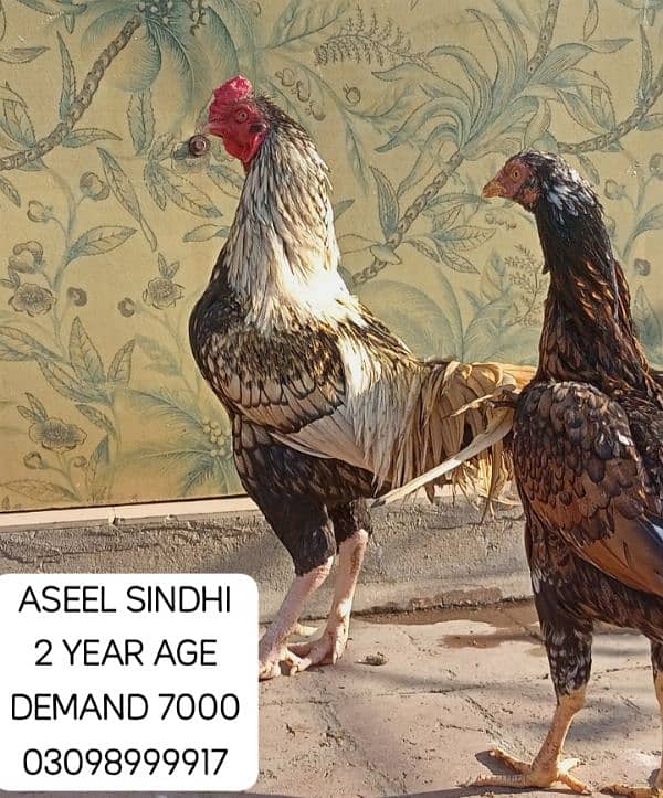 URGENT SALE ASEEL SINDHI PHATY 4