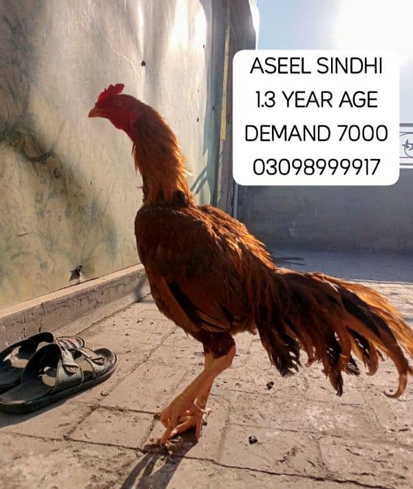 URGENT SALE ASEEL SINDHI PHATY 5