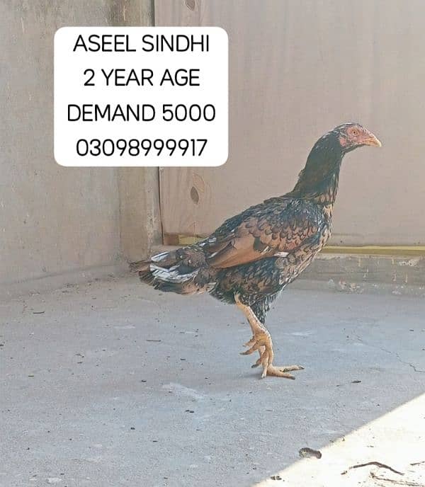 URGENT SALE ASEEL SINDHI PHATY 7