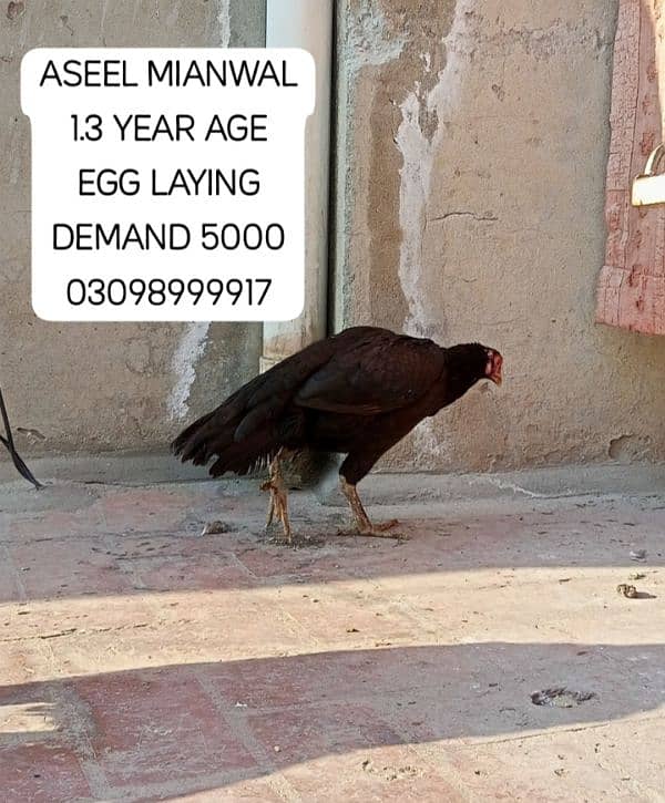 URGENT SALE ASEEL SINDHI PHATY 8