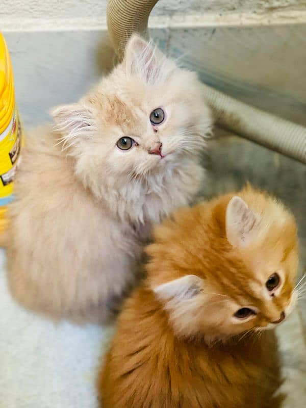 Persian kittens 2