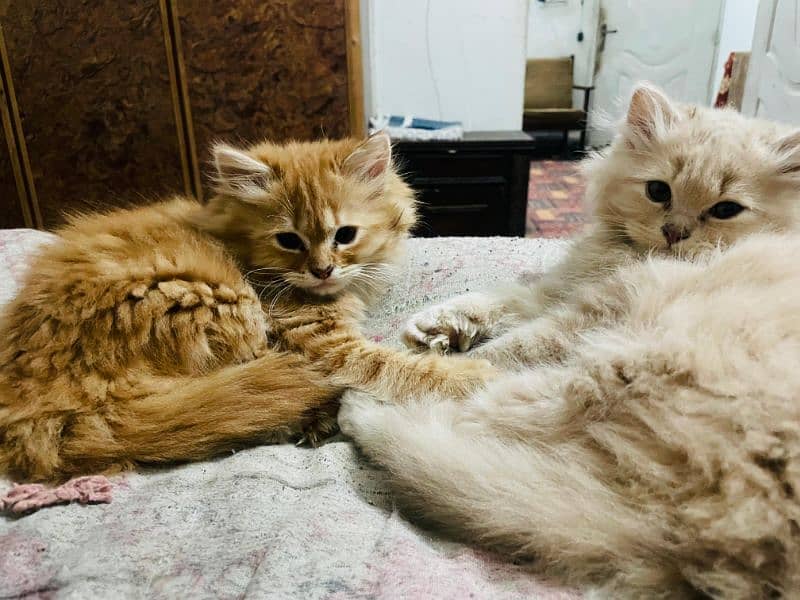 Persian kittens 3