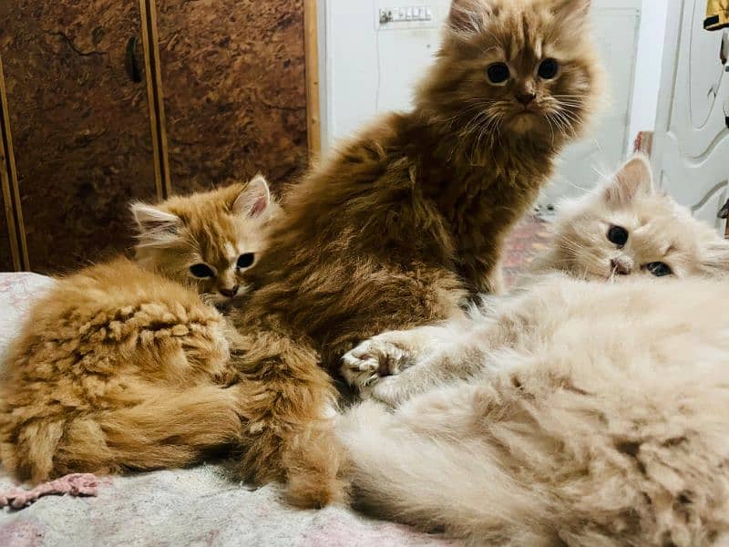 Persian kittens 6