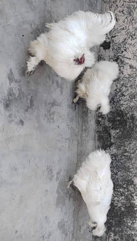 silkie hens trio 0