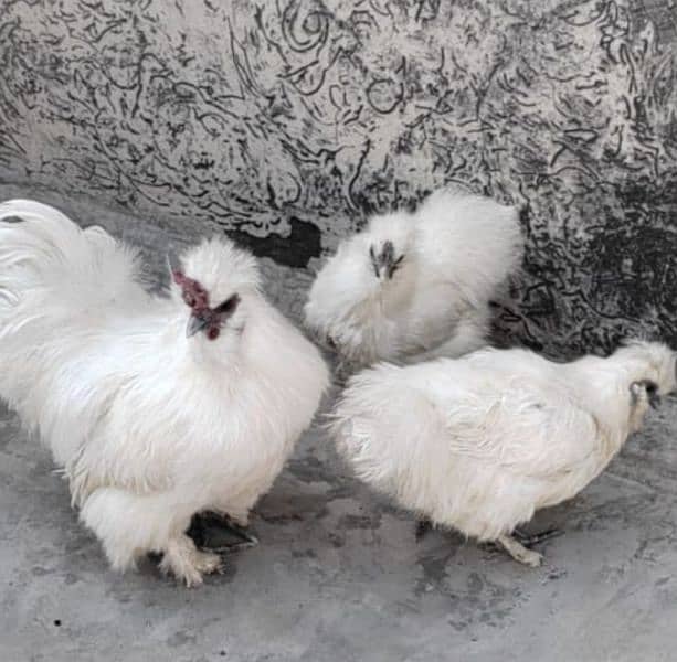 silkie hens trio 1