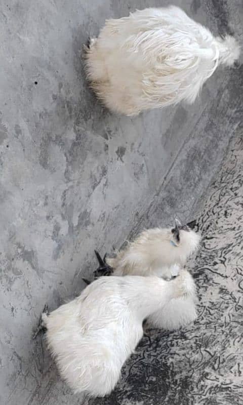 silkie hens trio 2