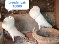 fancy pigeon | kabutar| Jacobin|  frillback saddle | amarican fantail|