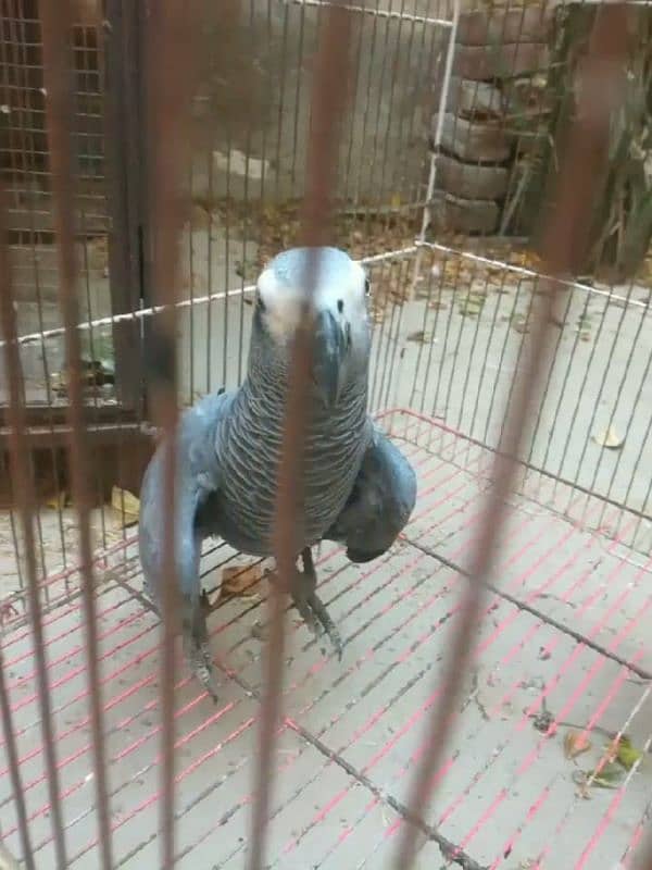 african grey healthy butifull and active parrot for sale 2