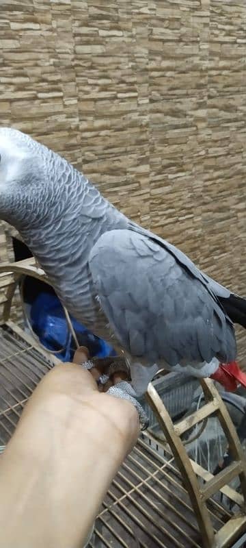 african grey healthy butifull and active parrot for sale 3